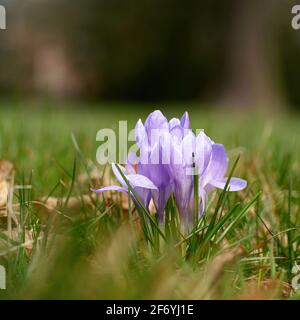 Blühende Krokusse auf einer Wiese im Herrenkrugpark im Norden Von Magdeburg in Deutschland im Frühling Stockfoto