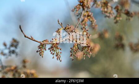 Blüte einer flatternden Ulme (Ulmus laevis) Im Frühling im Herrenkrugpark bei Magdeburg in Deutschland Stockfoto