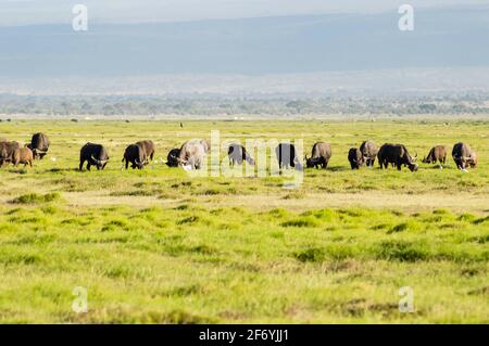 Afrikanischer Büffel - Syncerus Caffer, Mitglied der African Big Five des Amboseli National Park in Kenia. Stockfoto