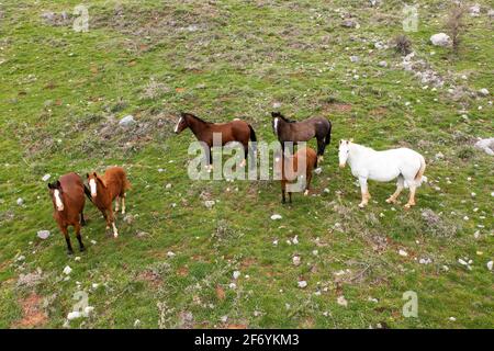 Wilde Pferde stehen auf einer grünen Wiese, Luftbild. Stockfoto