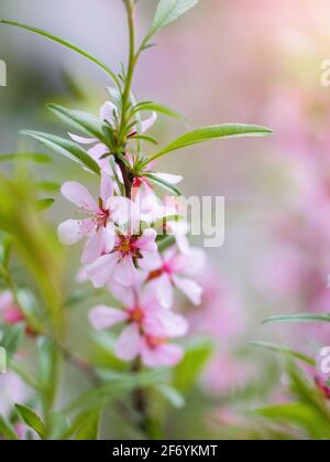 Hummel sammelt Blütennektar der Nelke an einem Frühlingstag. Stockfoto