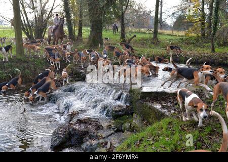 Belvoir Jagdübung 26.11.20 Stockfoto