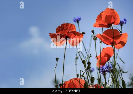 Rote Mohnblumen von unten gegen einen blauen Sommerhimmel fotografiert Mit leichten Wolken Stockfoto