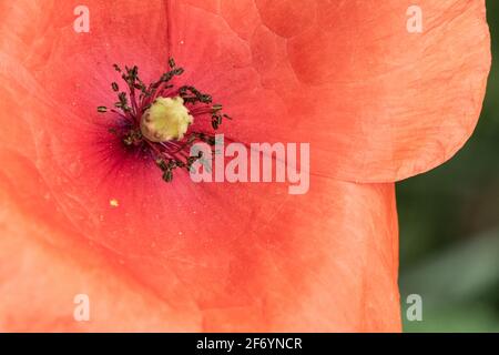 Beschnittene Nahaufnahme einer reifen roten Mohnblüte vor einer Grüner Hintergrund Stockfoto