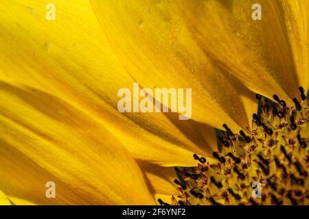 Abschnitt des Sonnenblumenkopfes mit einem Muster von Blütenblattwurzeln Stockfoto
