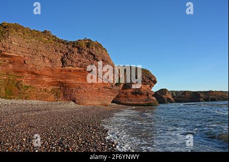 Seaton Cliffs aus rotem Sandstein in der Nähe von Arbroath, Angus Coast, Schottland. Kiesstrand und Meer im Vordergrund. Wolkenloser blauer Himmel. Am frühen Morgen kurz nach der Sonne Stockfoto