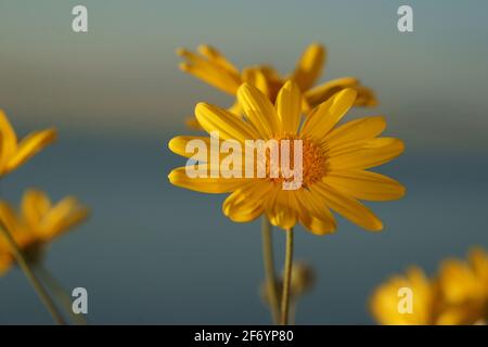 Gelbe Blüten von Graublättrigen Euryops, Euryops pectinatus, Gelbe Gänseblümchen auf blauem Schwarzboden Stockfoto