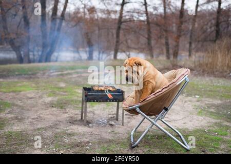 Der Hund sharpey sitzt auf einem Stuhl in der Natur, neben dem Grill, Blick auf die Kamera. Porträt von Hunden Nahaufnahme, rot glücklichen Hund mit Besitzern. Stockfoto