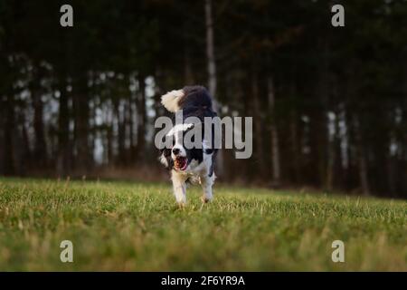 Fröhlicher Border Collie läuft mit Kegel im Mund auf einer grünen Wiese. Liebenswert verspielt schwarz und weiß Hund in der Natur. Stockfoto