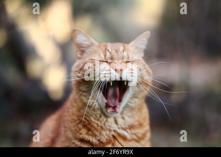 Nahaufnahme der gähnenden Ginger Tabby Cat draußen. Kopfaufnahme von Lustige Orange Cat. Stockfoto