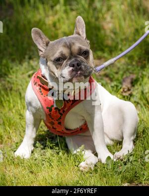 5-monatige, weiß und braun gebräunte Französin sitzt und schaut auf die Kamera. Hundepark an der Leine in Nordkalifornien. Stockfoto