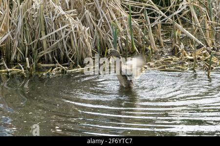 Weibliche Stockente, die im Teich baden Stockfoto