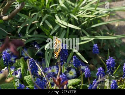 Kleiner Tortoiseshell-Schmetterling auf Traubenhyazinthen Stockfoto