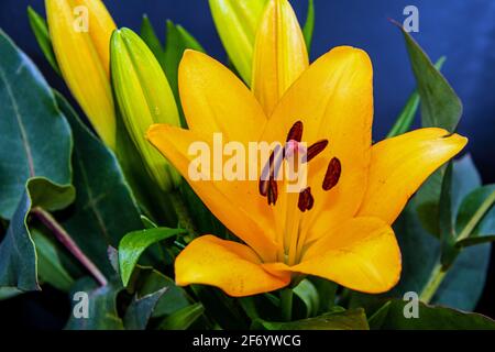 Nahaufnahme einer Lilienblume in orangefarbener Farbe umgeben Von grünen Blättern Stockfoto