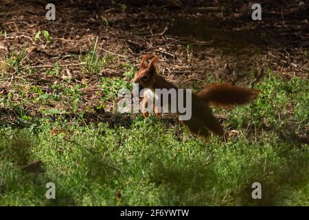 Eichhörnchen läuft und springt mit einer Nuss im Mund über den Boden. Stockfoto