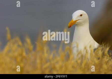 Westmöwe (Larus occidentalis) im Gras - Brutgefieder, La Jolla, Kalifornien Stockfoto