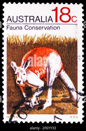 MOSKAU, RUSSLAND - 18. JANUAR 2021: In Australien gedruckte Briefmarke zeigt rotes Känguru (Macropus rufus), RSPCA-Serie, um 1971 Stockfoto