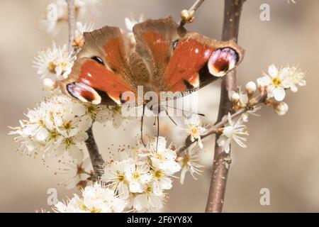Der Pfauenschmetterling (Inachis io), der am Schlehdorn (Prunus spinosa) ausgeheßt ist, blüht im frühen Frühjahr. Sussex, Großbritannien. Stockfoto