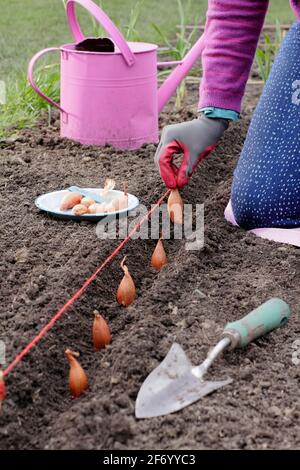 Frau, die Schalotten pflanzt. Direkte Aussaat einer Reihe von „Longor“-Bananenhalsen in einem Gemüsegarten. VEREINIGTES KÖNIGREICH Stockfoto