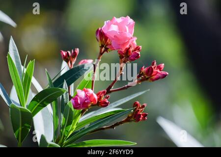 Nerium Oleander rosa Blüten auch als Oleander oder nerium bekannt Ist ein Strauch, der weltweit in gemäßigten und subtropischen Gebieten angebaut wird Als Zierpflanze und Stockfoto