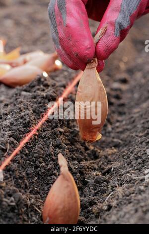 Frau, die Schalotten pflanzt. Direkte Aussaat einer Reihe von „Longor“-Bananenhalsen in einem Gemüsegarten. VEREINIGTES KÖNIGREICH Stockfoto