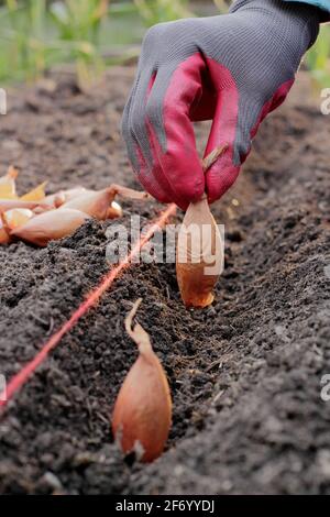 Frau, die Schalotten pflanzt. Direkte Aussaat einer Reihe von „Longor“-Bananenhalsen in einem Gemüsegarten. VEREINIGTES KÖNIGREICH Stockfoto