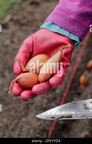 Frau, die Schalotten pflanzt. Direkte Aussaat einer Reihe von „Longor“-Bananenhalsen in einem Gemüsegarten. VEREINIGTES KÖNIGREICH Stockfoto