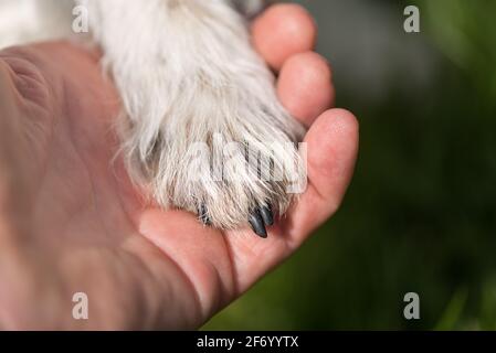 Nahaufnahme der Oberseite der Hundepfoten und der menschlichen Hand - Freundschaft zwischen Jack russell Terrier und Mensch Stockfoto