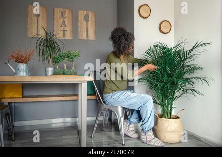 Schwarze Frau, die braune Blätter einer Dypsis lutescens, häufig Bambuspalme, Schmetterlingspalme oder Areca-Palme genannt, pflegt und schneidet. Stockfoto