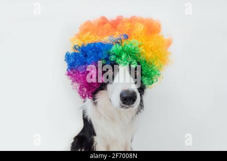 Niedlicher Welpe Hund mit lustigen Gesicht Grenze Collie trägt bunte Locken Clown Perücke isoliert auf weißem Hintergrund. Lustiges Hundeportrait im Clown Kostüm im Auto Stockfoto