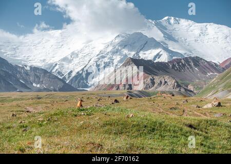 Graues Murmeltier (Waldfutter) steht auf seinen Hinterbeinen und sieht aus In die Ferne - im Pamir-Gebirge am Annäherung an Lenin Spitze fortgeschrittenes Basislager Stockfoto