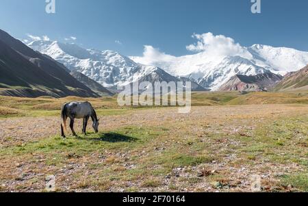 Graues asiatisches Pferd, das auf Graslandweiden hoch oben in den schneebedeckten Bergen von Pamir in der Nähe des Basislagers des Lenin Peak, Kirgisistan, Zentralasien, grast Stockfoto