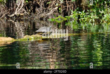 Flusscooter Schildkröte auf Log, Sonnen, Wasser, Natur, Tier, Wildtiere, Reptilien, Reflexion, Pseudemys concinna, Florida, Hillsborough River State Park Stockfoto