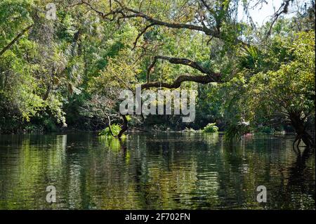 Flusslandschaft, Wasser, Bäume, Vegetation, Natur, Ruhig, Reflexionen, Sonne, Schatten, Florida, Hillsborough River State Park, Thonotosassa, FL, Frühling Stockfoto