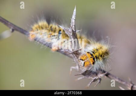 Caterpillar in seiner natürlichen Umgebung. Stockfoto