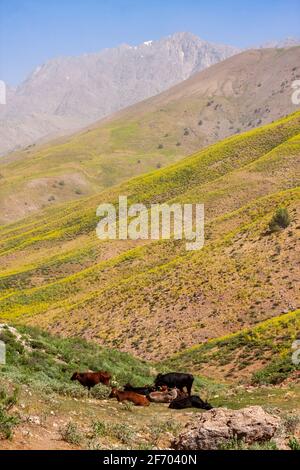 Kühe ruhen auf grünem Grasland gegen gelbe Blüten und die Zagros Berge im Iran Stockfoto