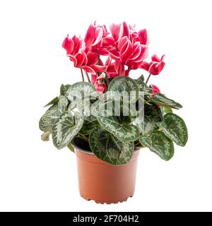 Leuchtend rote und weiße Cyclamen blühen im Topf auf weiß Hintergrund Stockfoto