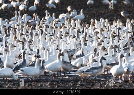 Gaggle von überwintern Schneegänsen in einem Winterfeld in Das Skagit Valley des Staates Washington mit ihren langen Hälsen Erhöht und bildet ein sich wiederholendes Muster Stockfoto