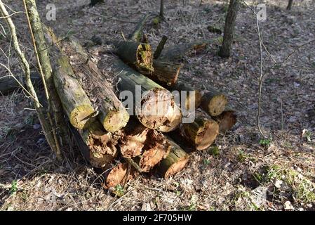 Alte verfaulte Baumstämme liegen auf dem Boden im wilden Wald zwischen den Bäumen. Stockfoto