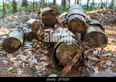 Auf dem Waldboden stapelten sich Birkenbäume zu Bushel. Holz aus Birken, in einen kleinen Haufen geschoben und auf einem Waldboden ruhend, das ist c Stockfoto