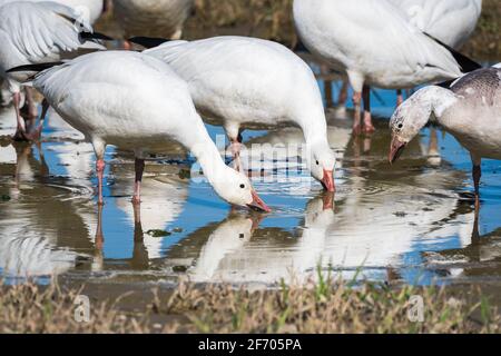 Ein Paar Schneegänse trinken aus einer Pfütze Das Skagit-Tal, während eine dritte Gans mit ihr weiter schaut Interesse Stockfoto