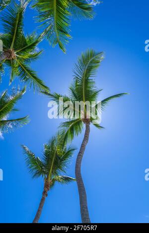 Blick auf mehrere Palmen, Key Largo Florida USA Stockfoto
