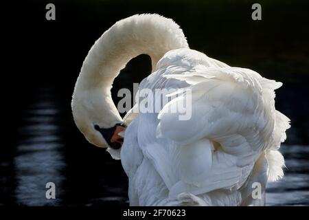 Nahaufnahme eines weißen Schwans (Cygnus olor), der seine Federn im Wasser aufreibt. Stockfoto