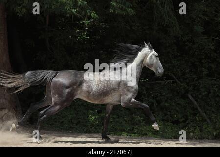 andalusisches Pferd läuft vor dunklem Paddock-Hintergrund Stockfoto