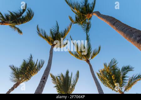 Blick auf mehrere Palmen, Key Largo Florida USA Stockfoto