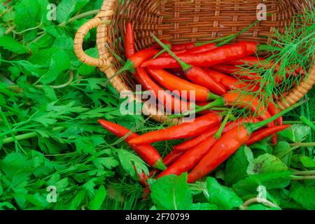 Biologischer roter Chilischote und frische Mischung aus Kräutern wie Minze, Petersilie und Dill in einem Holzkorb. Stockfoto