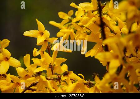 Nahaufnahme Foto von gelb blühenden Forsythia Blumen auf dem bush auf einem dunkelgrünen Hintergrund während der Frühjahrssaison Stockfoto