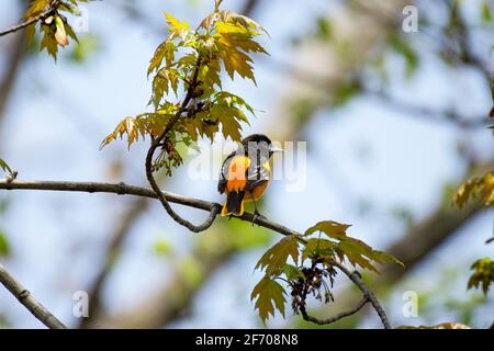 Männlicher Baltimore Oriole, der im Frühjahr auf einem Baumzweig biert - klarer blauer Himmel an einem sonnigen Tag Stockfoto