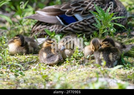 Sehr junge Stockenten, die auf einem grasbewachsenen Flussufer neben sich ruhen Ihre Mutter in Kanada Stockfoto