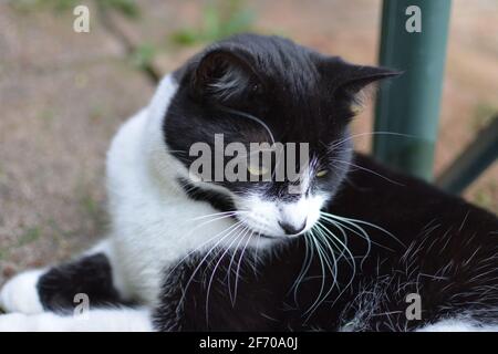 Schwarz-weiße Hauskatze. Stockfoto